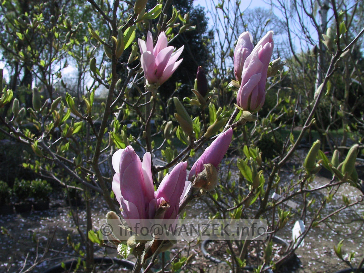 Magnolia Hybride George Henry Kern 02.JPG
